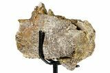 Hadrosaur (Edmontosaurus) Jaw Section with Teeth - Wyoming #377640-5